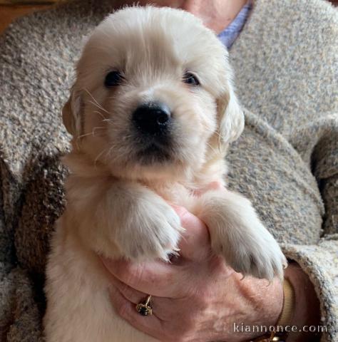 Adorables chiots Golden Retriever