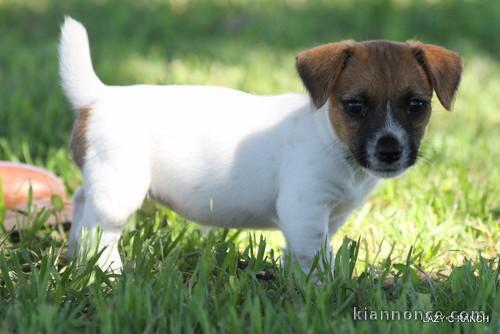 Adorables chiots Jack Russell.