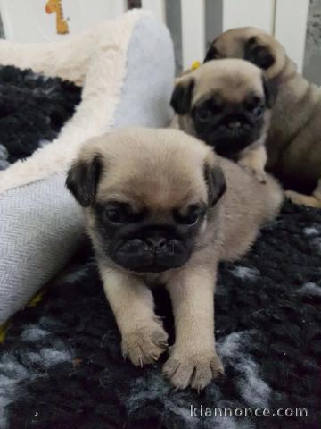 Adorables chiots Carlin