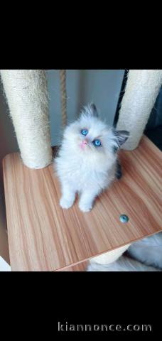 Magnifique chaton sacré de Birmanie  adoption 