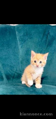 Magnifique chaton sacré de Birmanie  adoption 