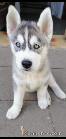 Mignons chiots Husky en adoption 