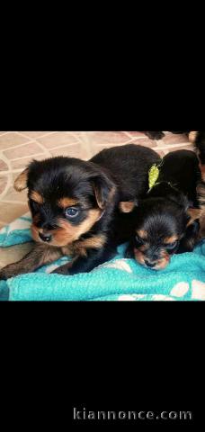 Adoption de magnifiques chiots yorkshire 