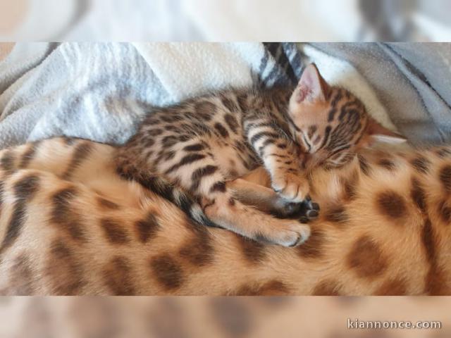 chatons du bengal disponible de suite