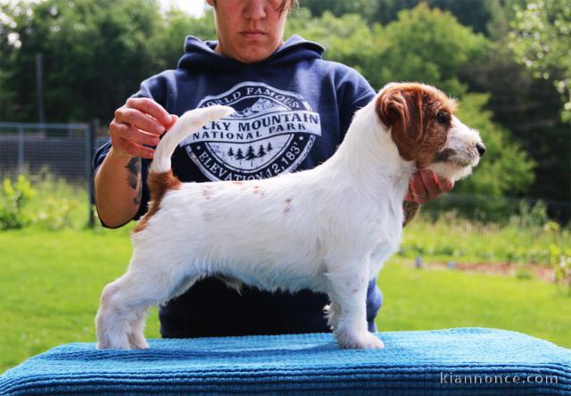 Magnifique chiot Jack-Russell-Terrier Non Lof