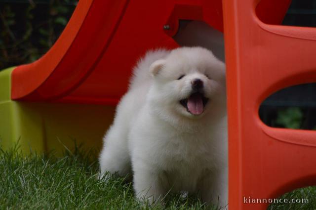 Magnifiques Chiots Spitz Nain Poméranien Pure Race, Très Haute Li