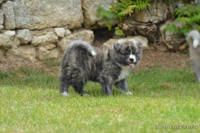 Magnifiques Chiots Spitz Nain Poméranien Pure Race, Très Haute Li