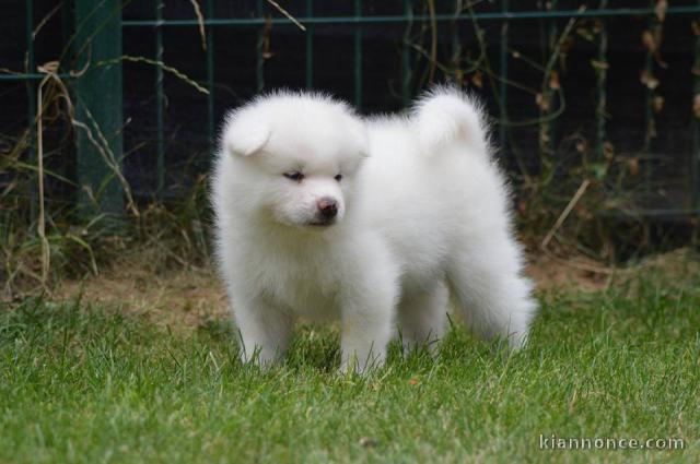 Magnifiques Chiots Spitz Nain Poméranien Pure Race, Très Haute Li