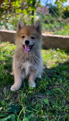 Pomski BEAUX chiots à vendre