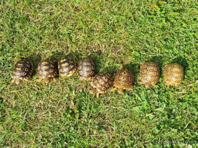 Tortue Léopard miniature