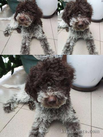 Lagotto Romagnolo chiots à vendre