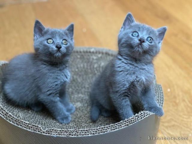 Magnifique chatons en adoption