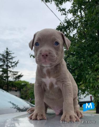 Pitbull chiots à vendre