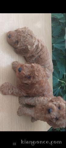 Caniche Toy et Standard