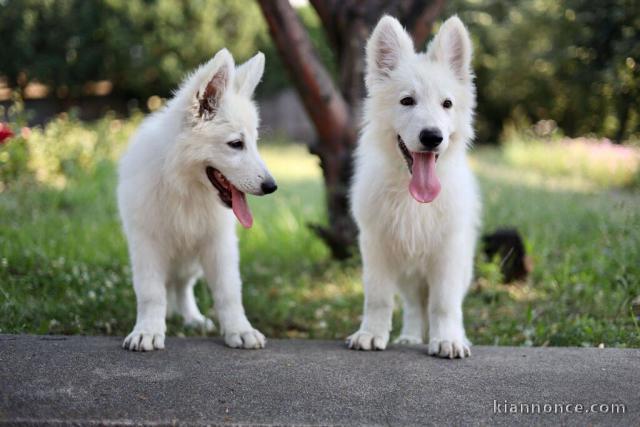 Berger Blanc Suisse chiots à vendre