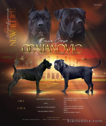 Cane Corso chiots à vendre