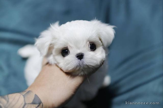 magnifiquee chiot bichon maltaiss à donner