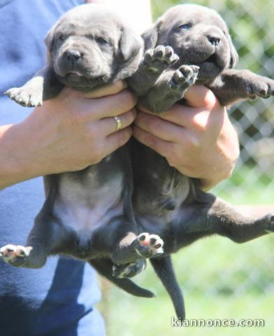 Cane Corso chiots à vendre