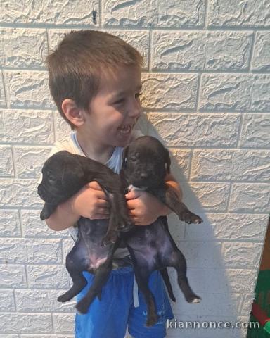 Cane Corso chiots à vendre