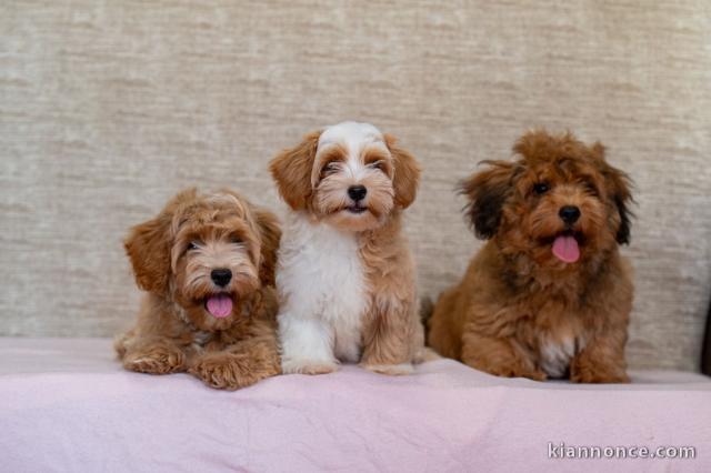 Bichon havanais chiots