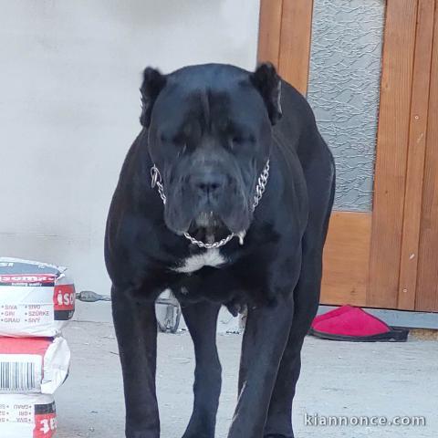 Caniche chiots à vendre