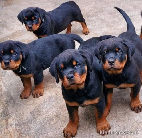 Rottweiler a donner contre bon soin 