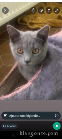 Magnifiques chatons Chartreux disponibles Août 2023