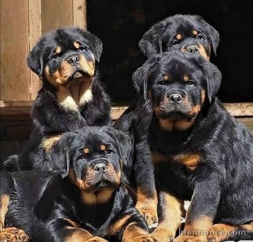 Rottweiler a donner contre bon soin 