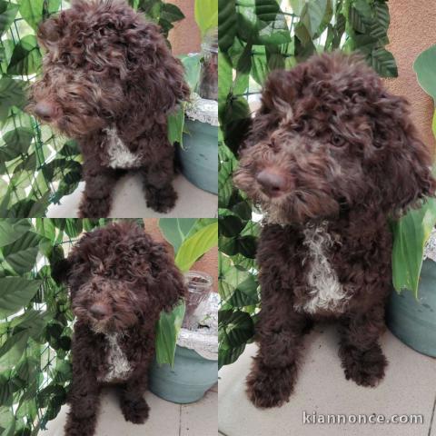 Lagotto Romagnolo chiots à vendre