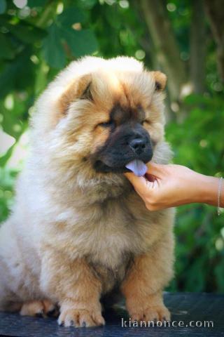 Chow Chow chiot à vendre