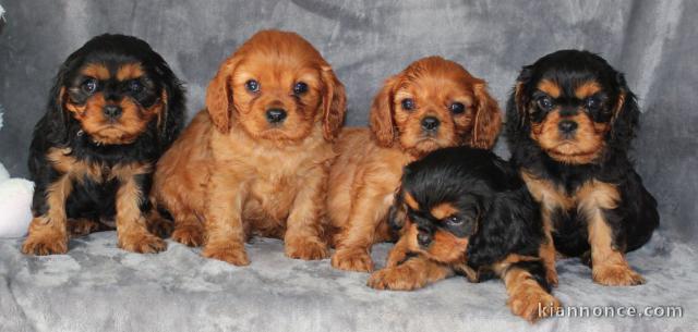 magnifiquee chiot cavalier king charles spaniel à adopter