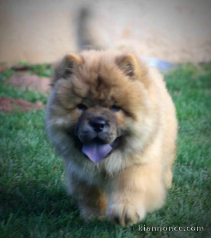 Chow Chow chiots à vendre