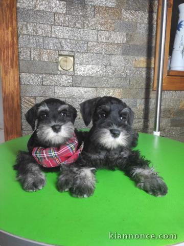 Schnauzer nain chiots à vendre