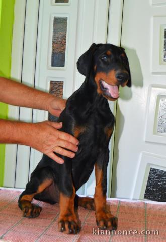 Doberman MEILLEURS chiots