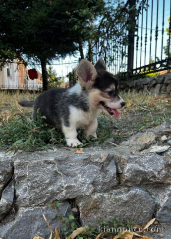 Welsh Corgi Pembroke chiots à vendre