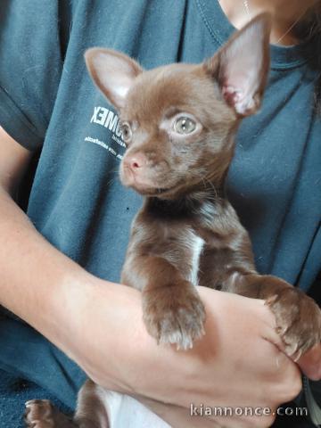 Chihuahua, une femelle chocolat et un mâle café 