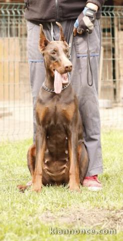 Doberman chiots à vendre