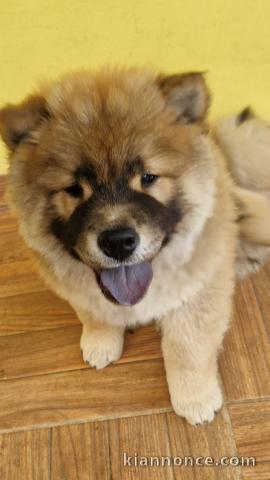 Vend chiots chow chow