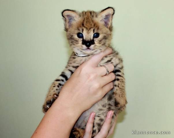 Chatons Savannah serval et caracal âgés de 4 semaines.