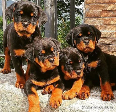 Chiots rottweiler a donner contre bon soin 