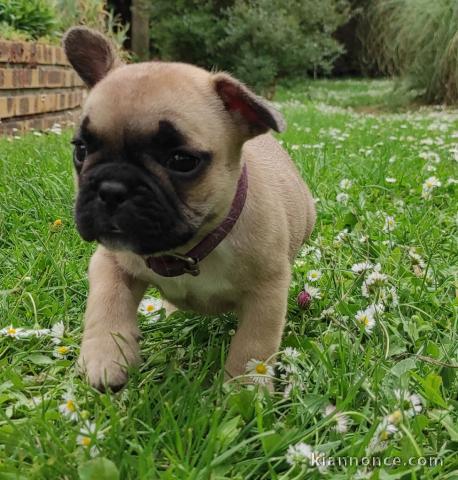 Chiot bouledogue français rouge fauve