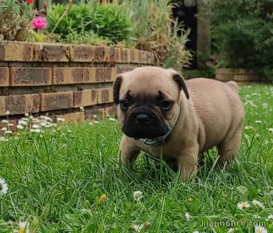 Chiot bouledogue français rouge fauve