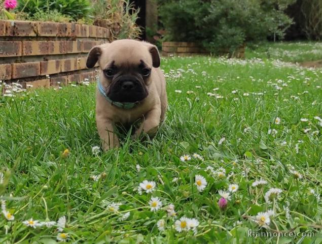 Chiot bouledogue français rouge fauve