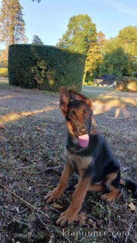 Magnifique petit chiots bergers allemand à adopter très adorables