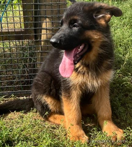 Magnifique petit chiots bergers allemand à adopter très adorables