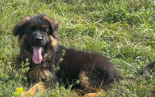 Magnifique petit chiots bergers allemand à adopter très adorables