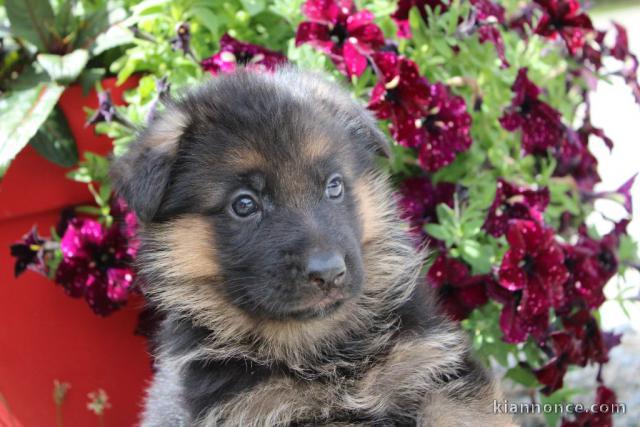 Adorables petit chiots malamutes à adopter très magnifiques 