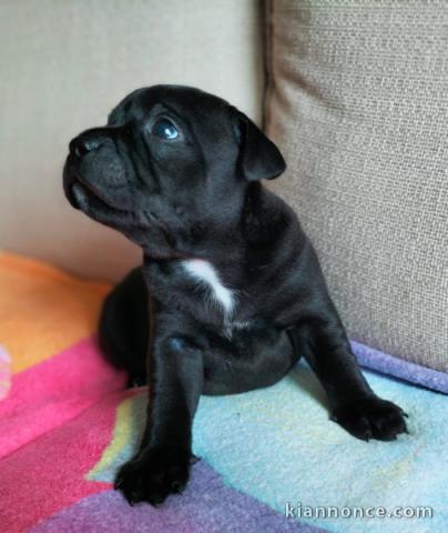 Adorables petit chiots terriers à adopter très magnifiques 