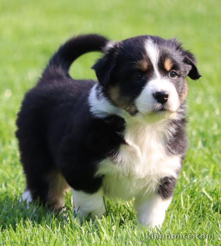 chiot berger australiens LOF a donner