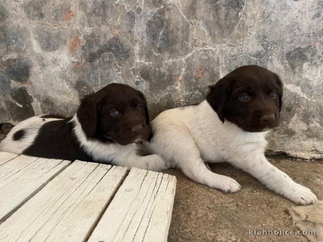 Adorables petit chiots à adopter très magnifiques 